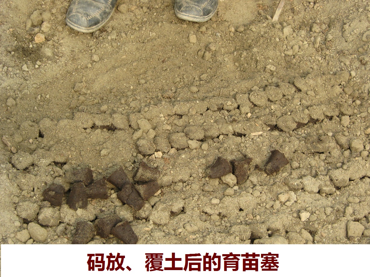 树种育苗的方式有哪些