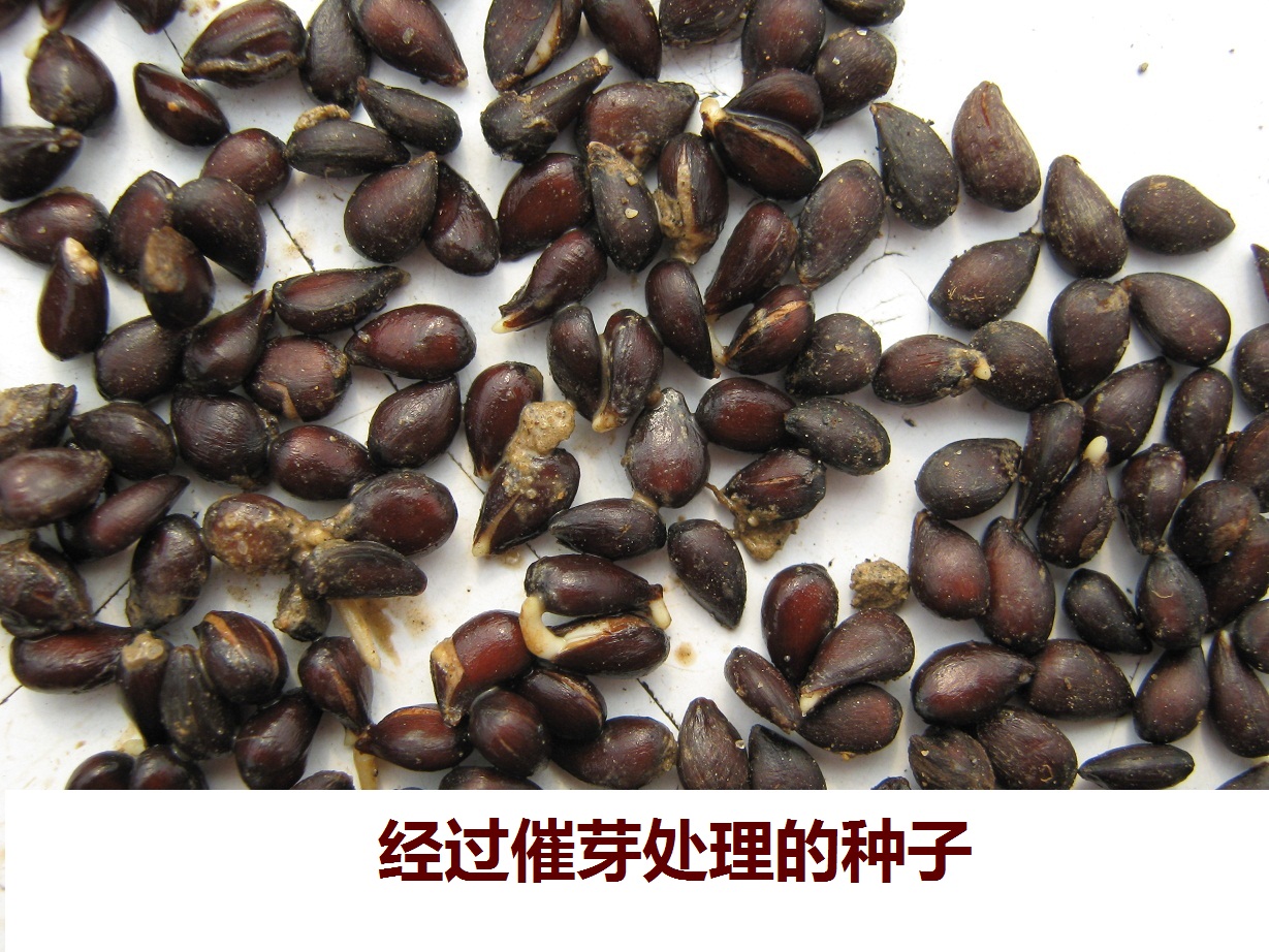 播种育苗使用方法北京绿顺源农业科技有限公司